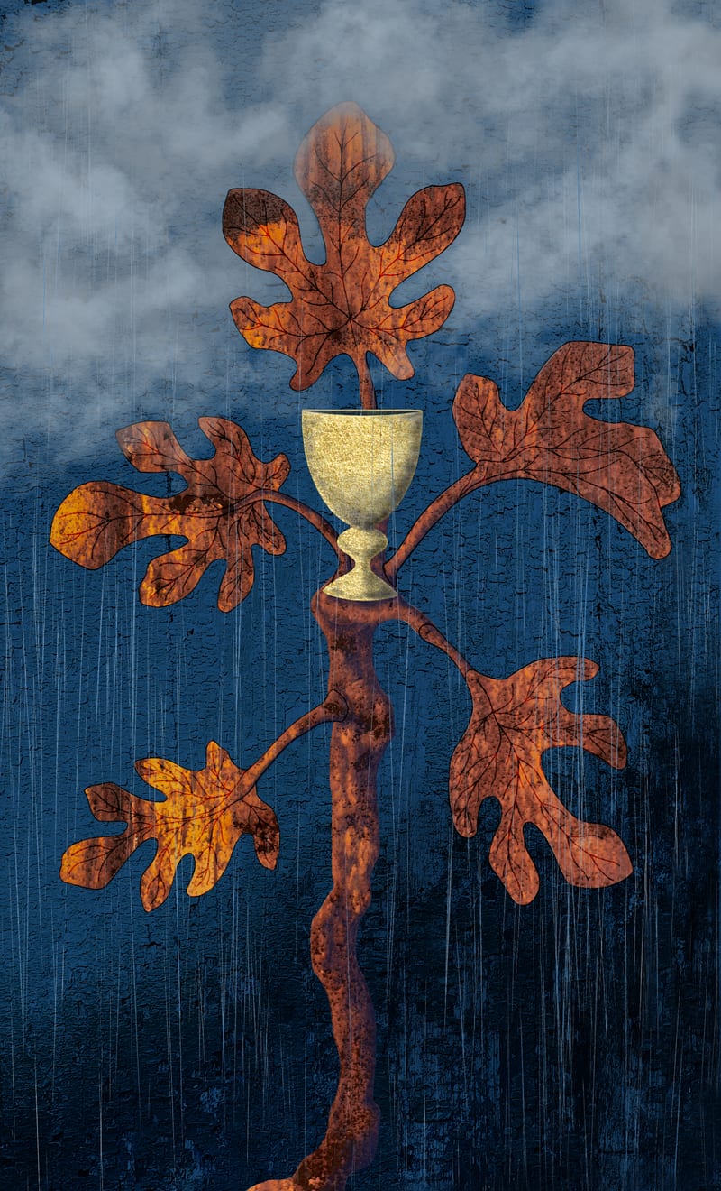 Ace of Cups - Fig
