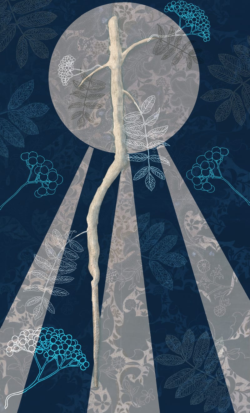Ace of Wands - Rowan