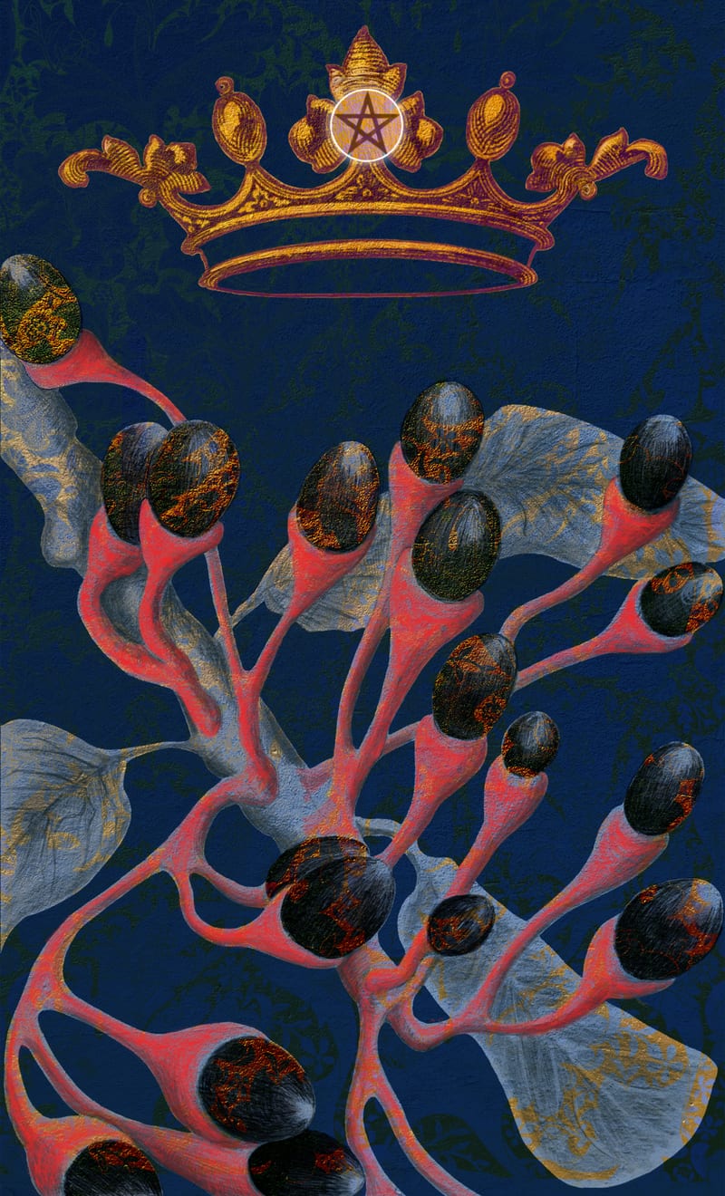 King of Pentacles - Sassafras
