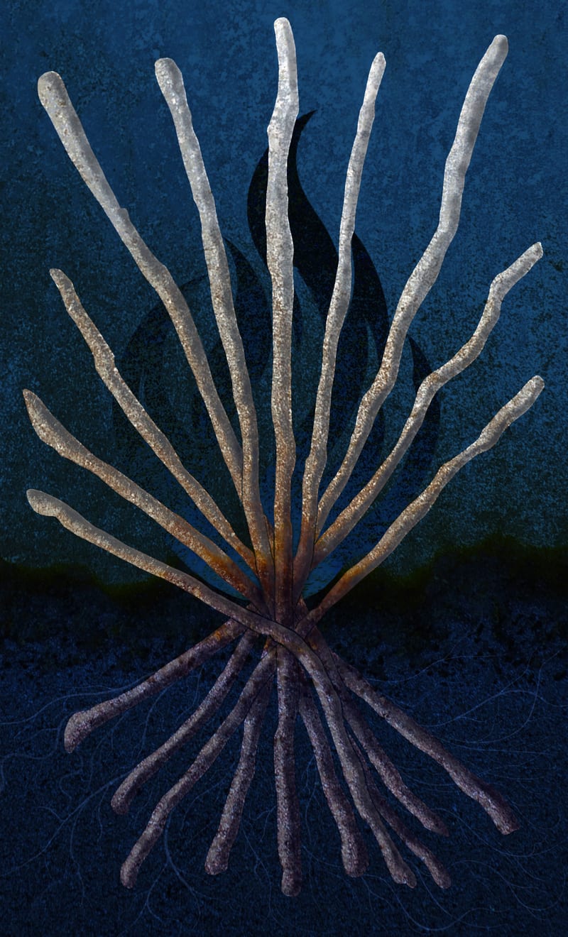 Ten of Wands - Rowan