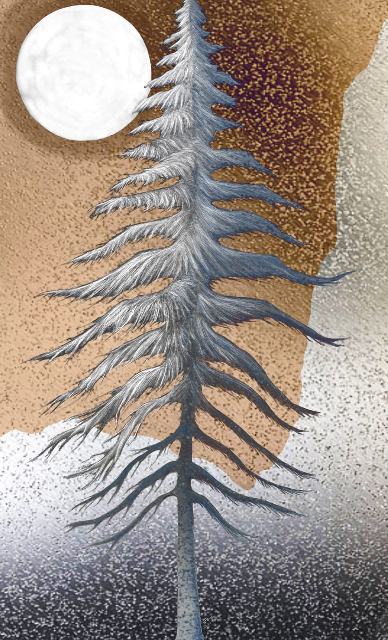 The Hermit - Fir